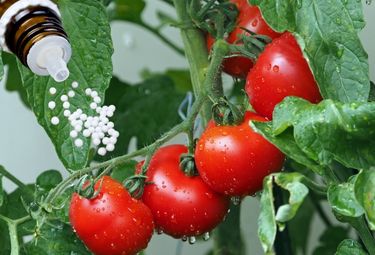 Tomatenstrauch mit 5 Tomaten und globuli die aus Globulibehälter fallen