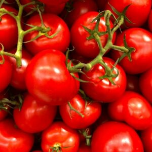 Viele rote tomaten mit gründen stil