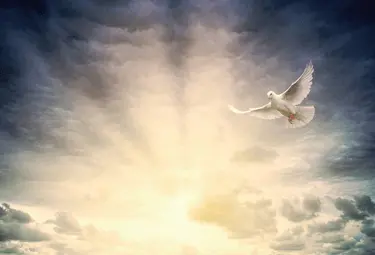 Taube die am Himmel fliegt