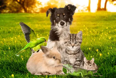 Hund, Katze, Kaninchen, Chinchilla, Papagei und Echse