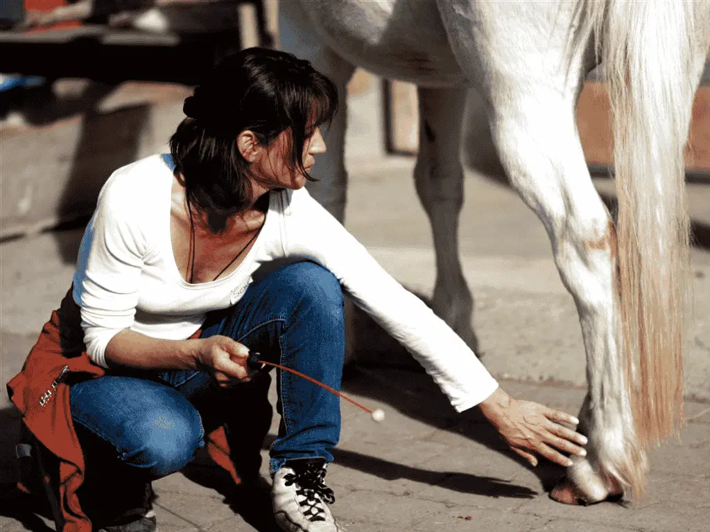 Frau mit Tensor und ein Pferd