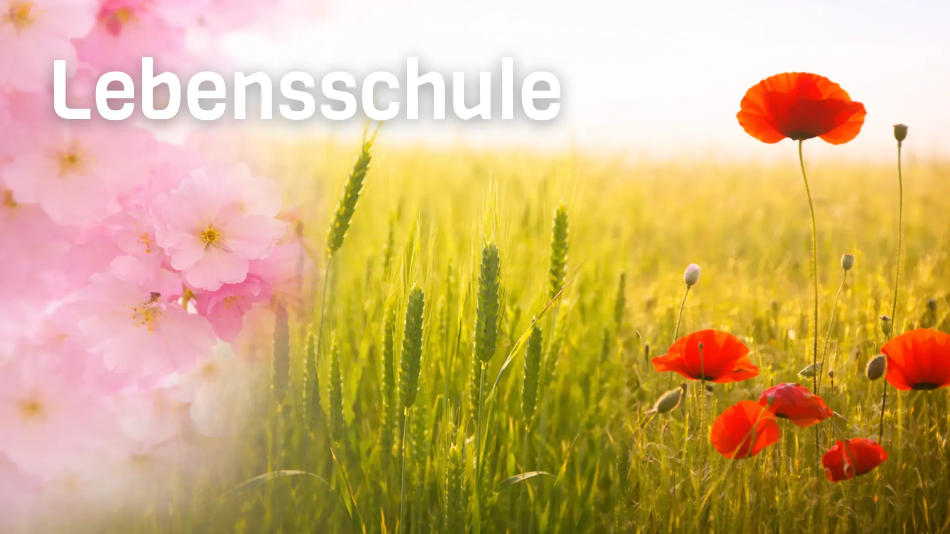 Kornfelder und Mohnblumen und rosa Blüten