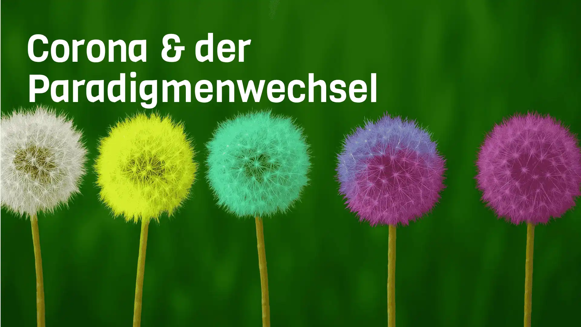 5 bunte Pusteblumen mit Text