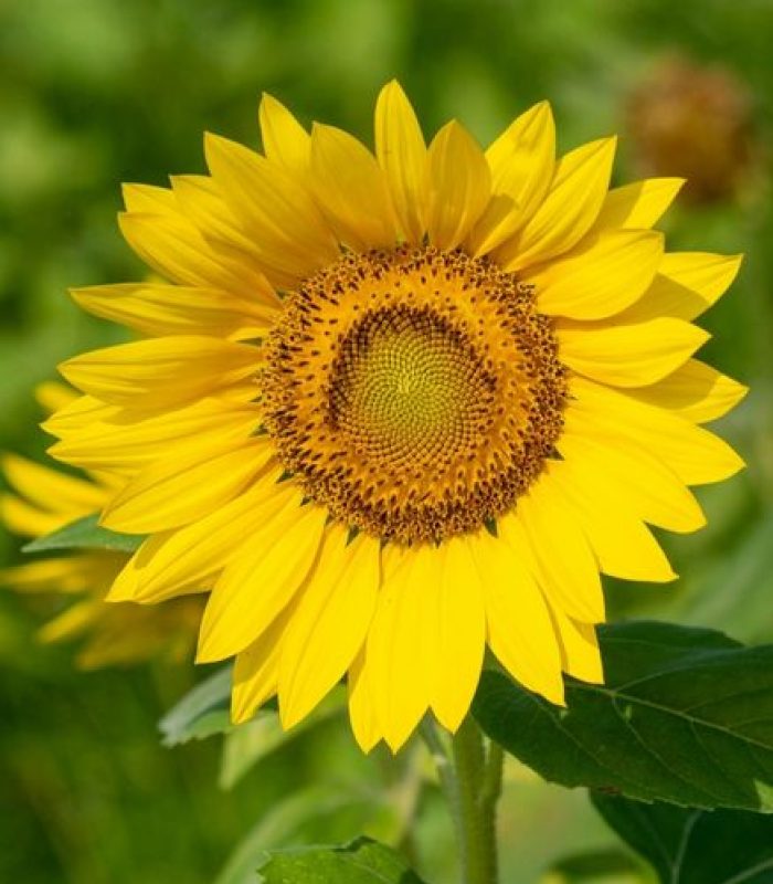 Agri- Homöopathie – Sonnenblume Gelbe sonnenblume mit grün im Hintergrund