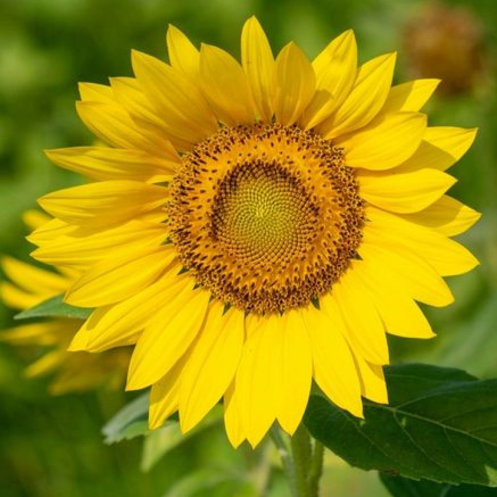 Agri- Homöopathie – Sonnenblume Gelbe sonnenblume mit grün im Hintergrund
