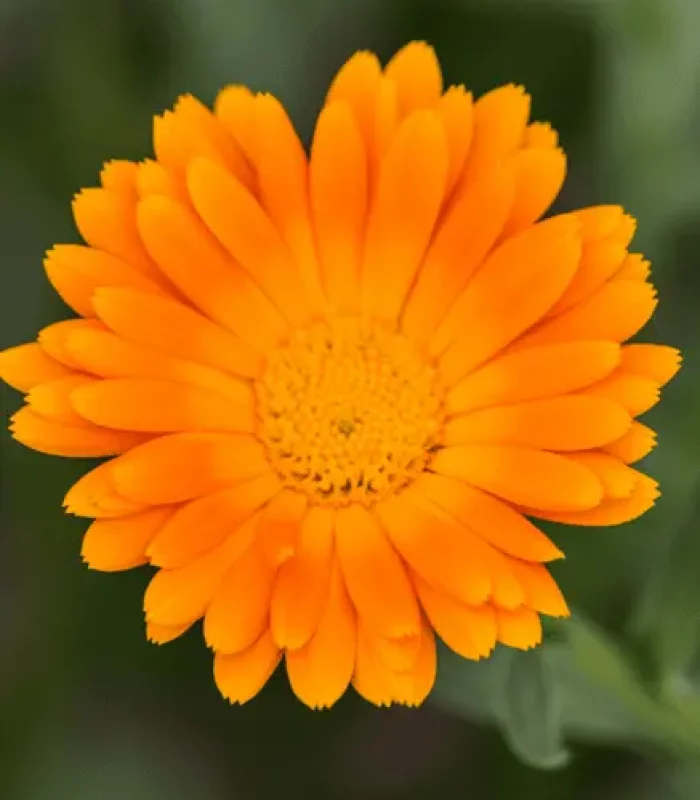 Christiane Maute_Pflanzen – Blüte orange orangefarbene Blüte