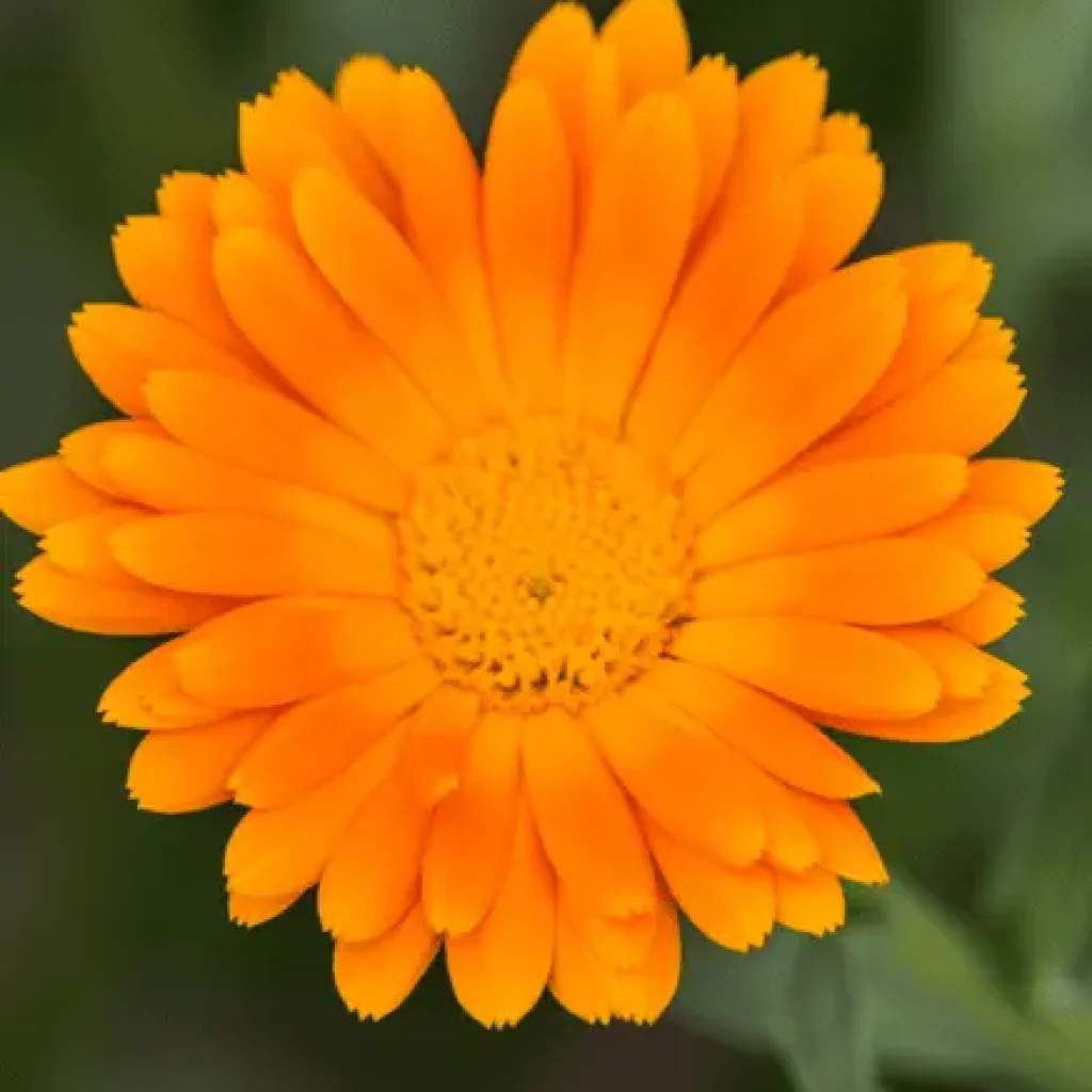 Christiane Maute_Pflanzen – Blüte orange orangefarbene Blüte