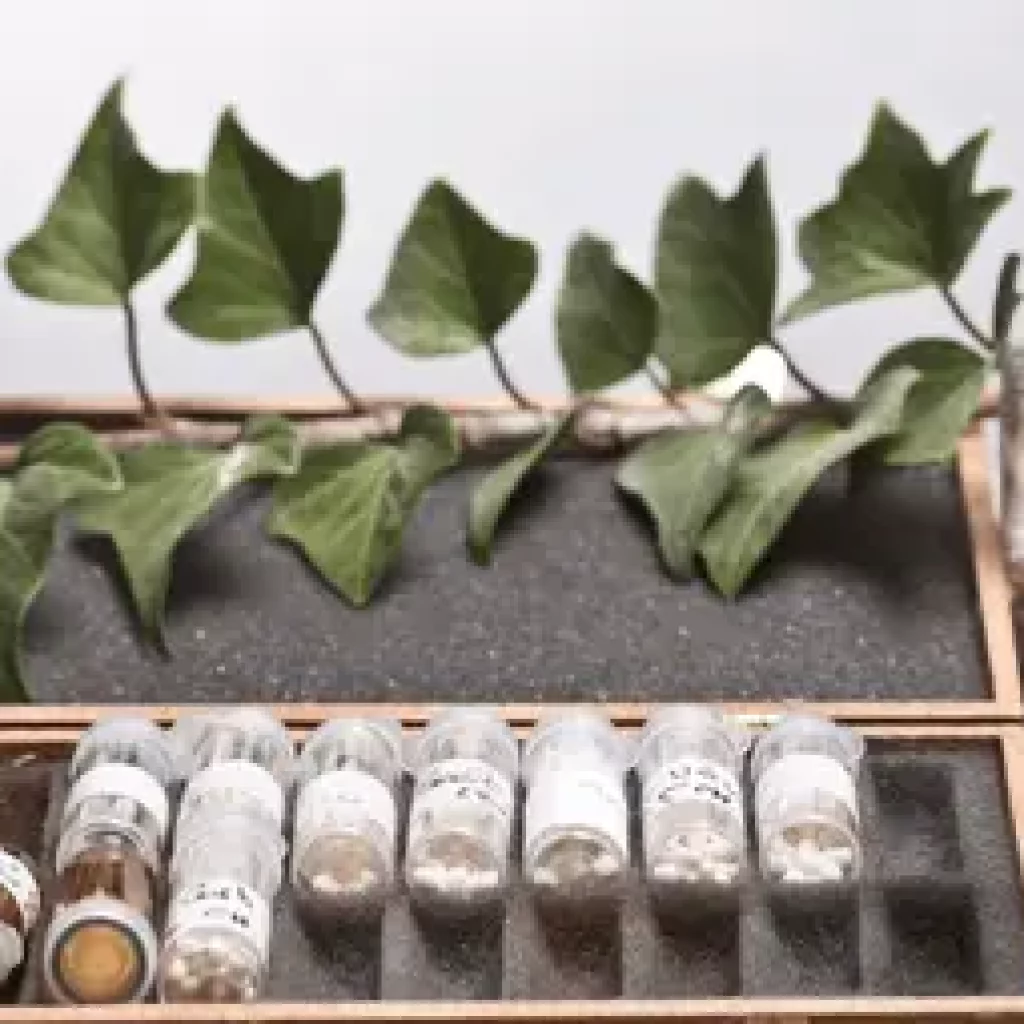 Sherr_Omikron – Homöopathie Homöopathische Fläschchen in einer Holzbox