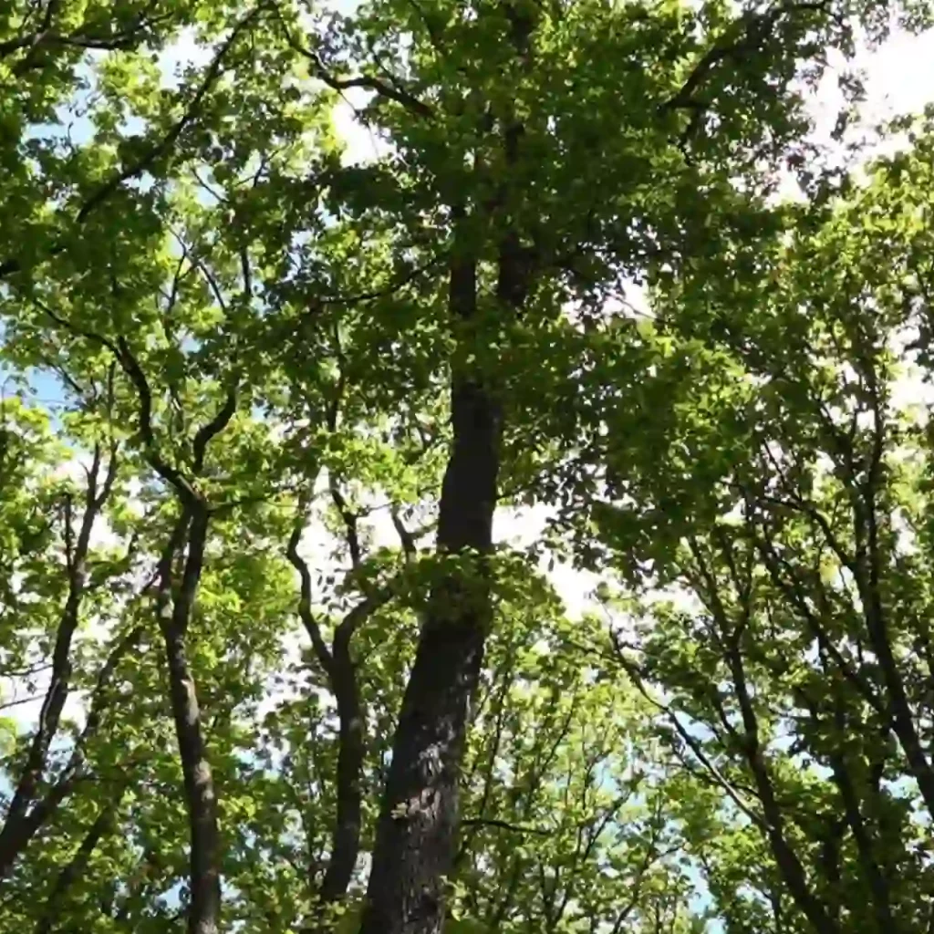 Sonnenschmidt_Immunkraft – Trees sonnenschmidt immunkraft trees