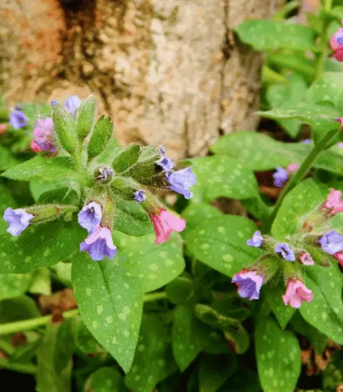 Lungenkraut Blüten rosa und violett mit den gefleckten Blättern