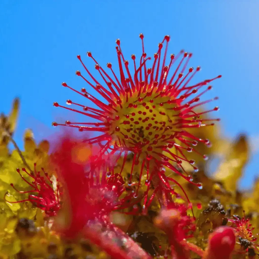 rote drosera blume