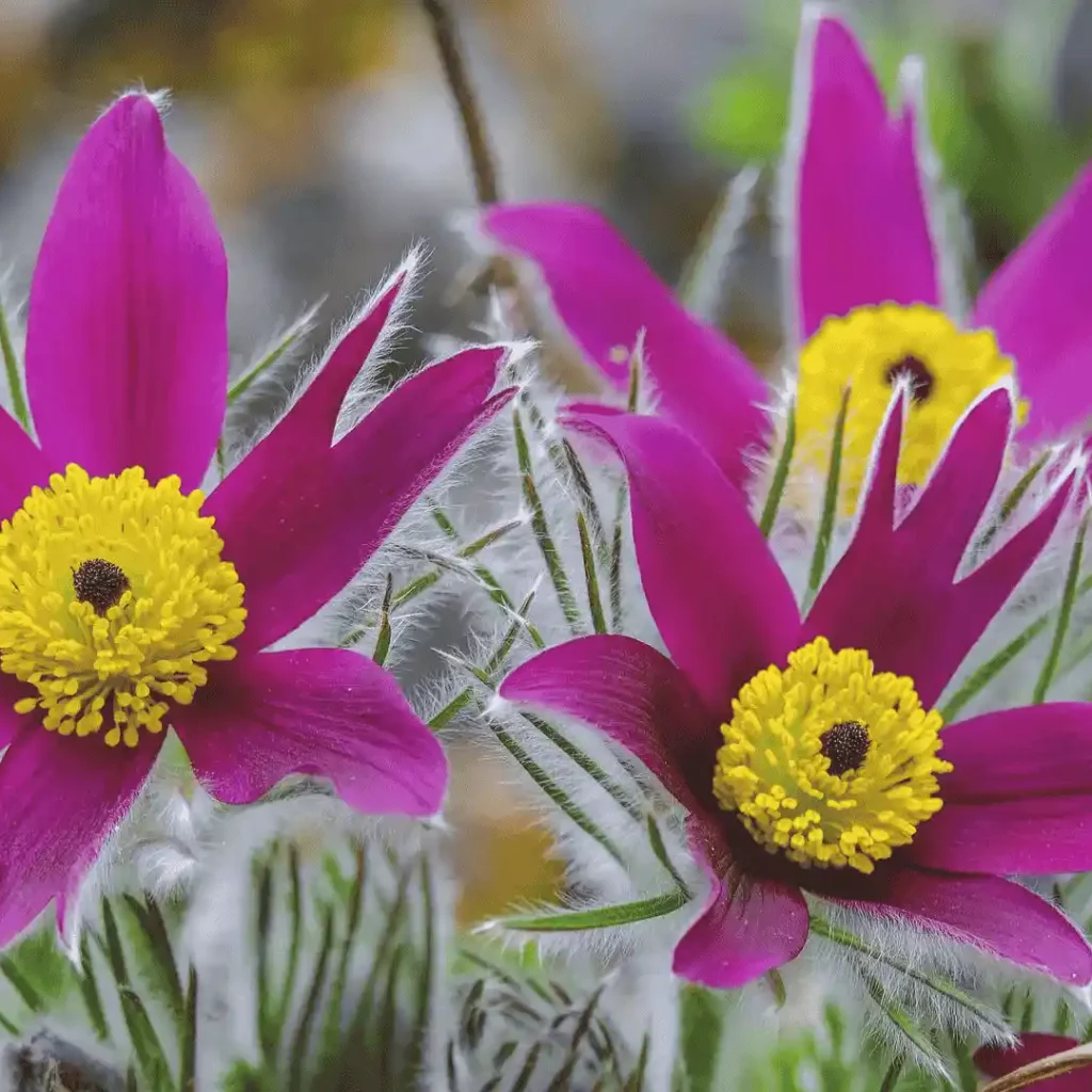 lila mit gelb pulsatilla vulgaris blume