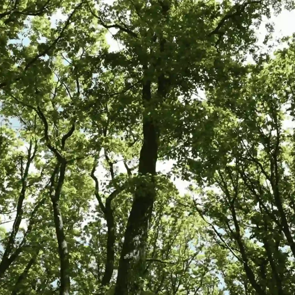 viele Bäume nur von oben