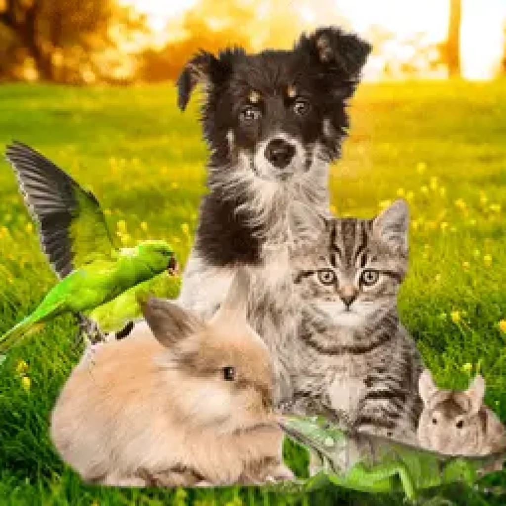 Sonnenschmidt_Radionik Tiere – Tiere Hund, Katze, Kaninchen, Chinchilla, Papagei und Echse